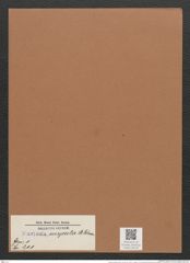Navicula suspecta A.Schm. (de-Toni-Nr.: Genus 1, Species 211) Zeichnungen Sammlung Grunow Mappe 00170 (Herbarium_W_Grunow_drawings_Folder_00170)